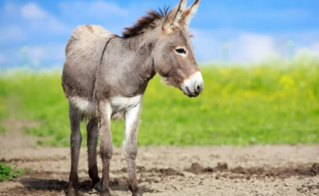 تفسير حلم الحمار